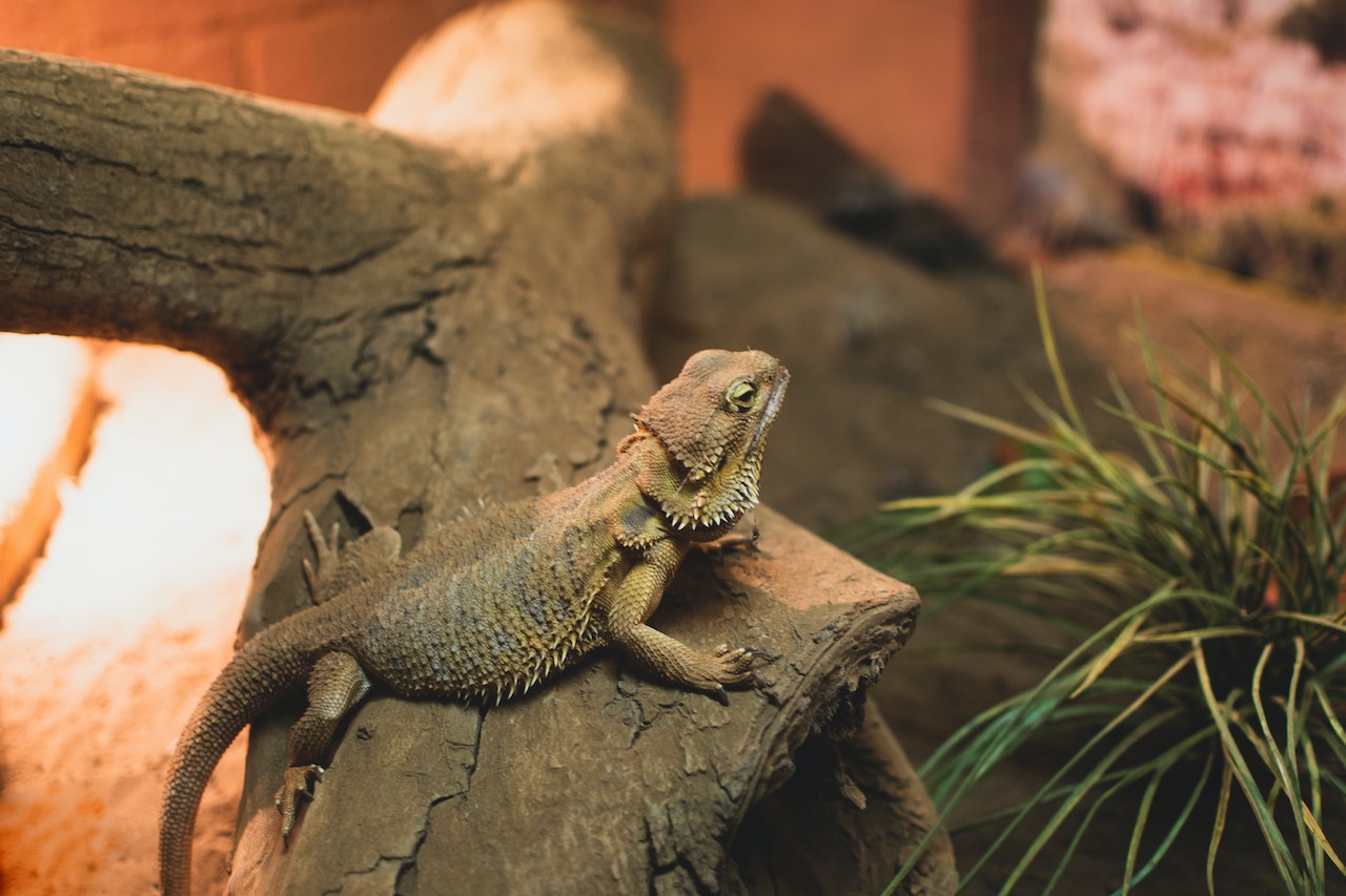 Are Bearded Dragons Smart ?
