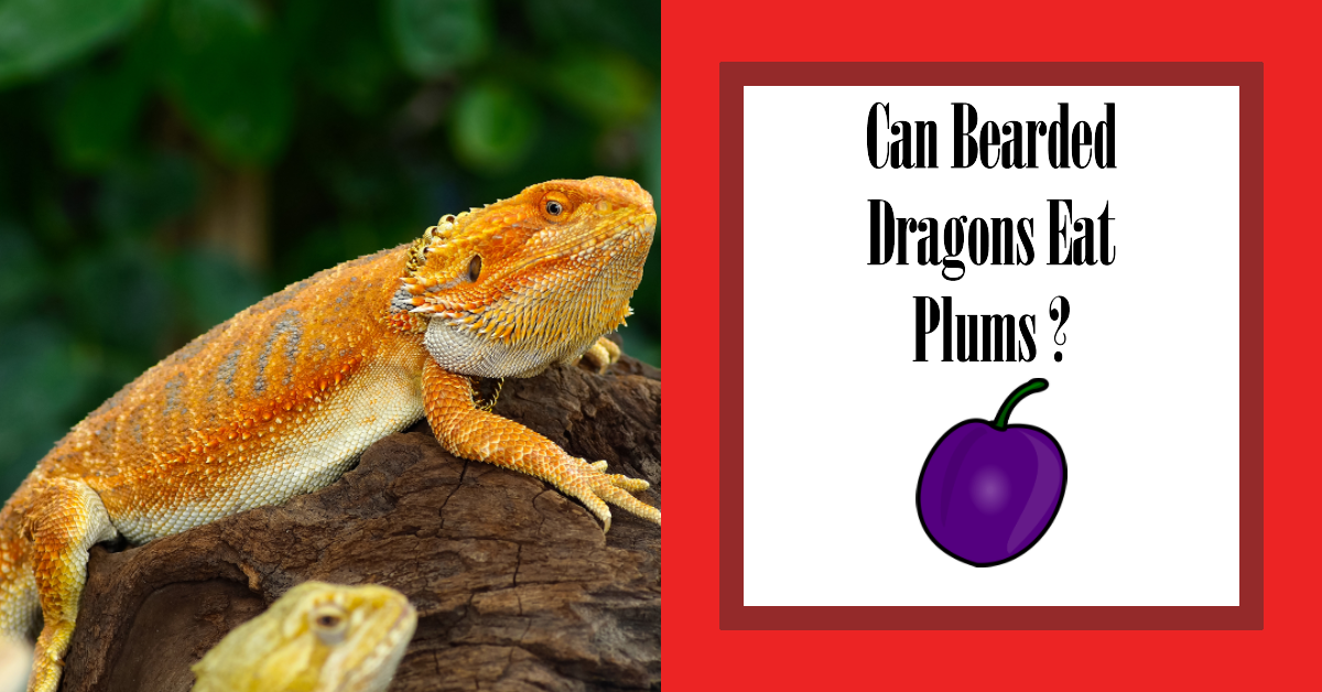 Can Bearded Dragons Eat Plums