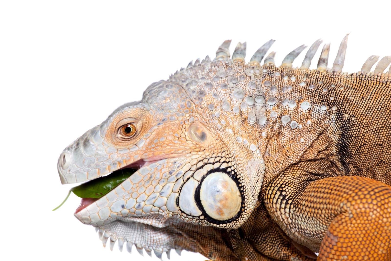 Do Iguanas Have Teeth: A Guide to Understanding Their Dental Anatomy
