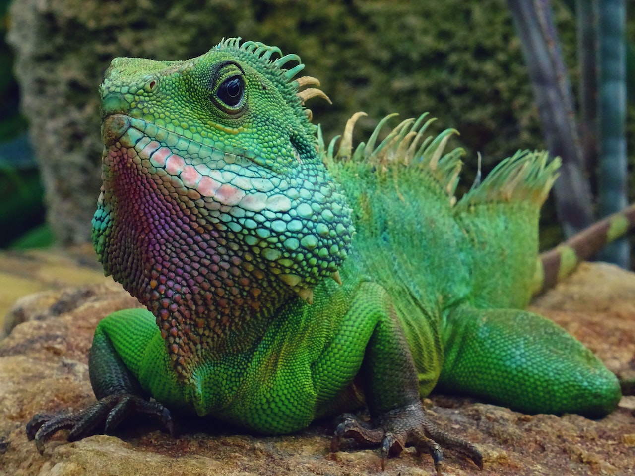 Do Iguanas Need Water? How Iguanas Drink Water And Everything You Need To Know