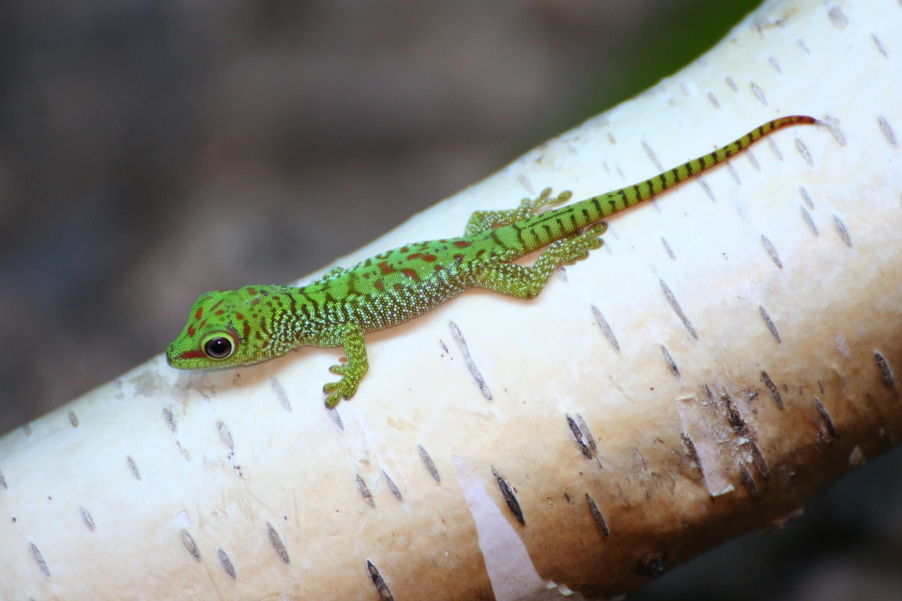 7 Proven Tips for Lizard Parental Care
