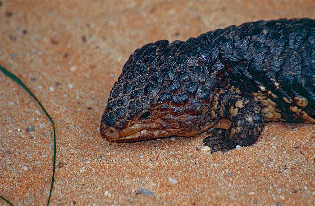 Shingleback lizard