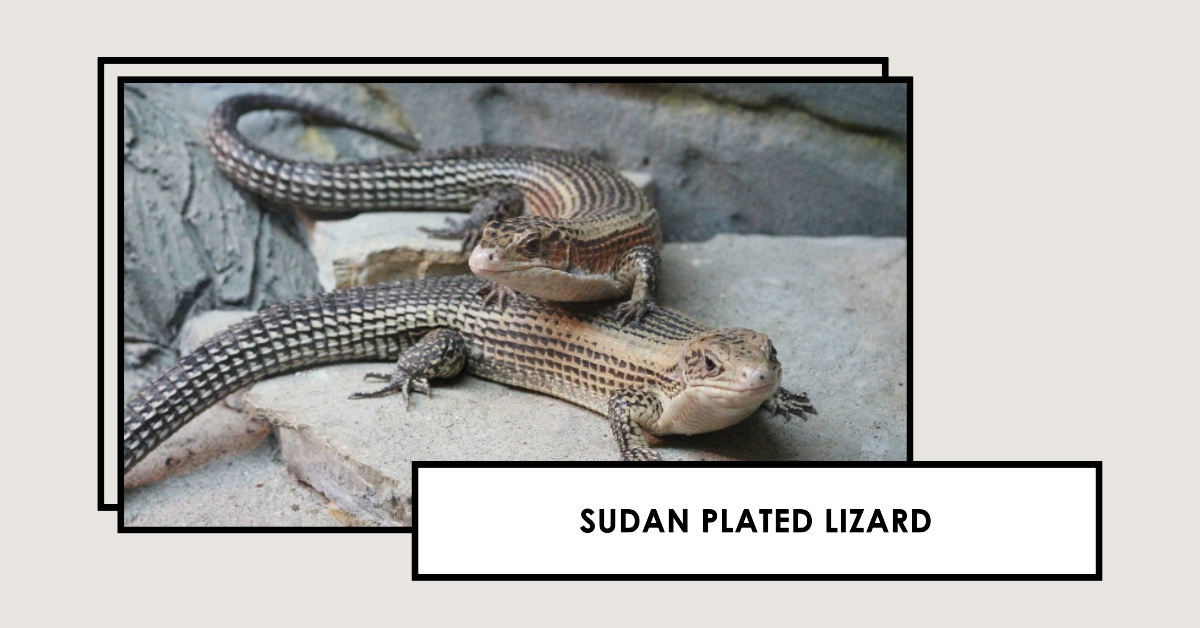 Sudan Plated Lizard : Keeping Your Lizard Pet Healthy