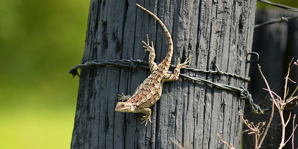 Texas Spiny Lizard: A Comprehensive Guide to its Habitat, Behavior, and Adaptations