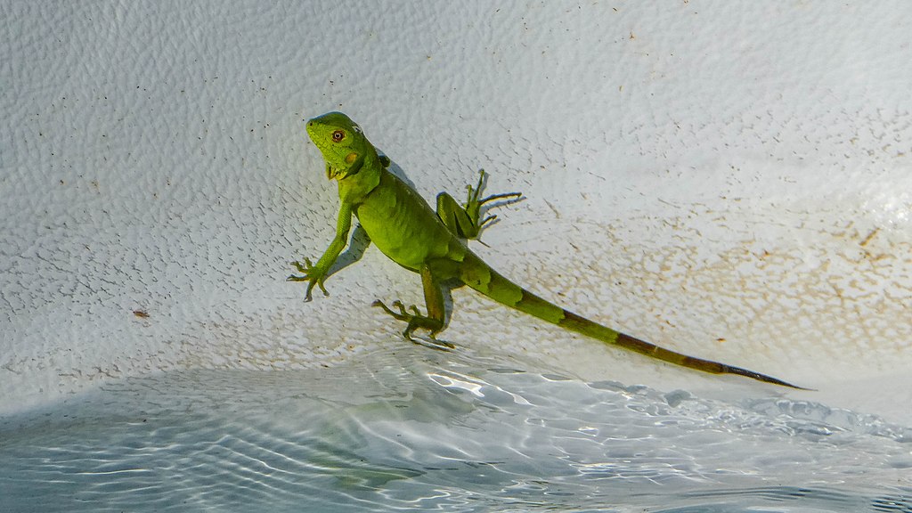 can lizards swim