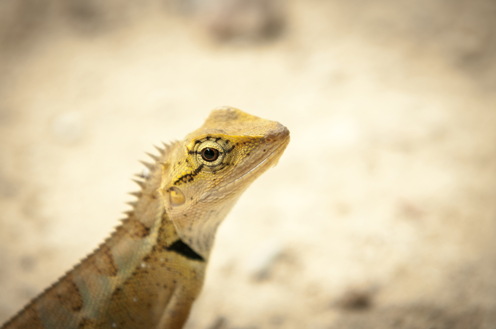 How Do Lizards Clean Themselves ? A Guide to Understanding Self-Cleaning Reptiles