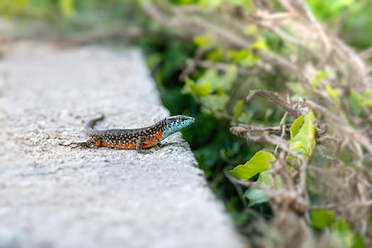Whiptail Lizard Parthenogenesis : Exploring the All-Female World of Whiptail Reproduction