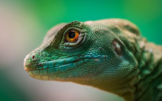 Iguana Head Bobbing: 7 fascinating facts