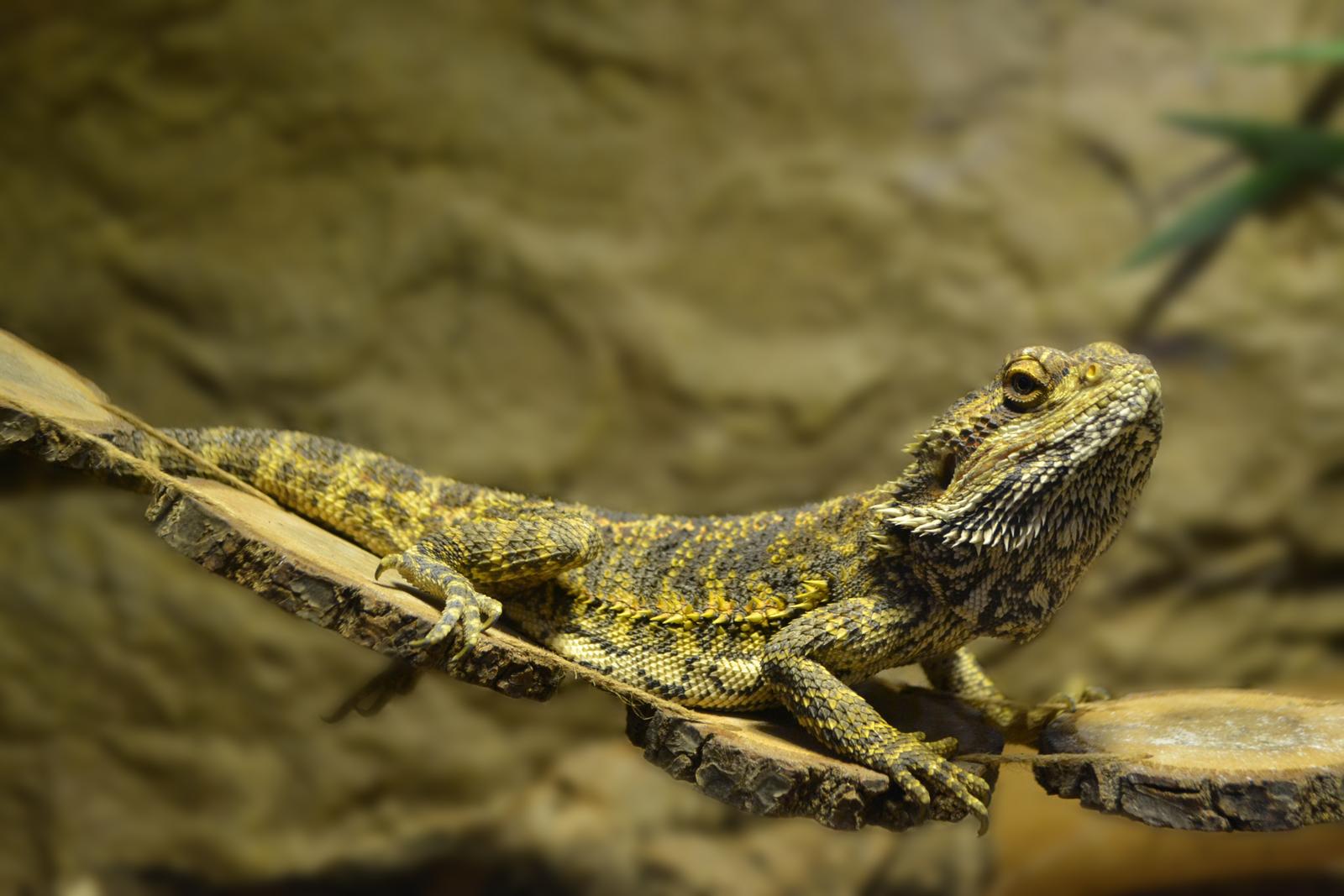5 Surprising Lizard Mating Call Facts : Breeding Behavior and Activity