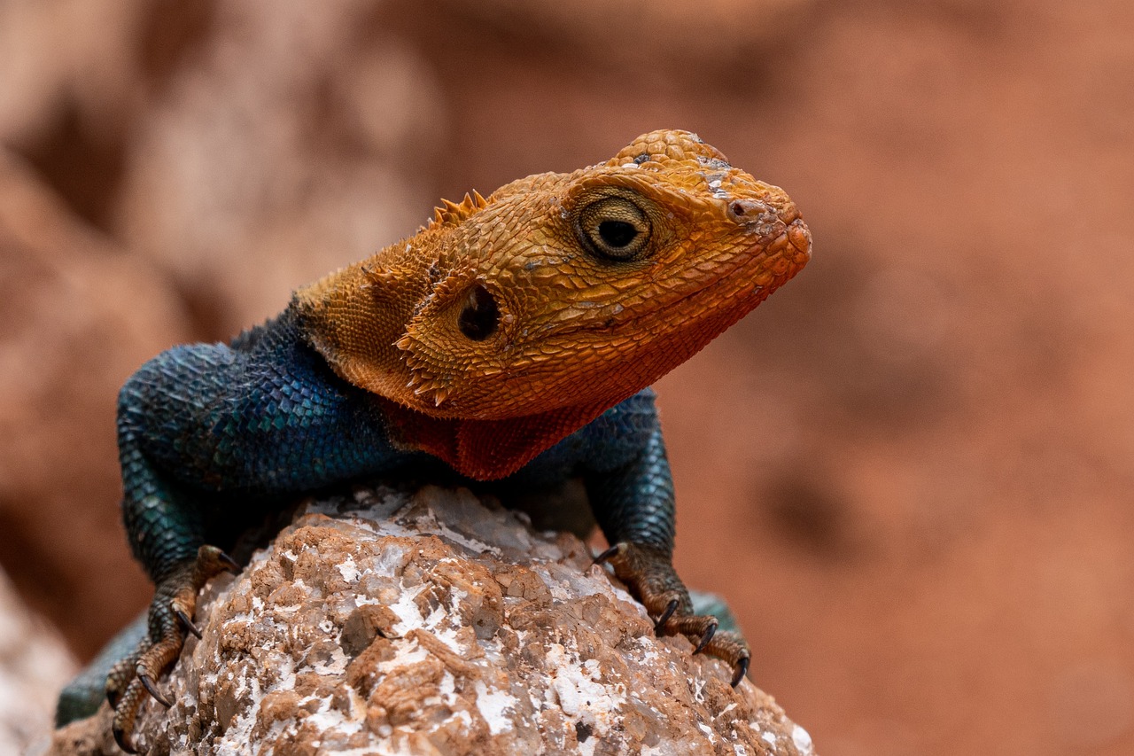 A Glimpse Into the Vibrant World of Red-Headed Lizards