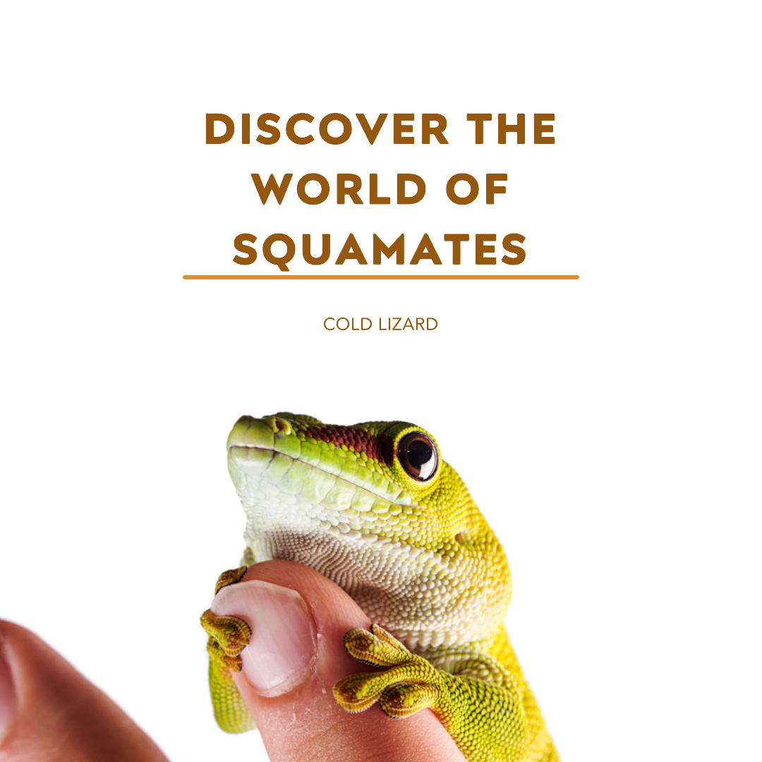 The Fascinating World Of Squamates: From Lizards To Snakes