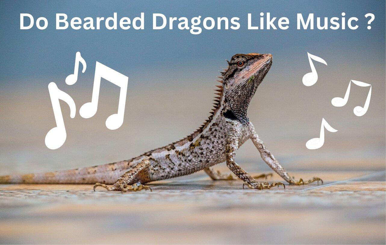 Do bearded dragons like music