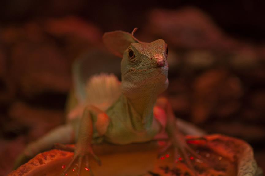 Romance in the Terrarium: Breeding Crested Geckos