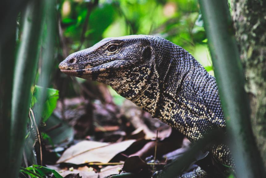 Nesting Secrets of the World's Largest Lizard: The Komodo Dragon