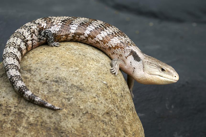 reproduction of blue tongued skinks